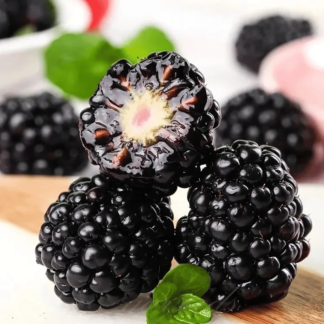 🔥LAST DAY PROMOTION 49% OFF - 🔥Sweet Giant Blackberry Seeds