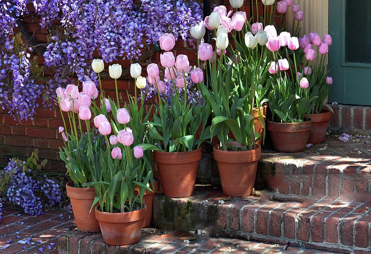🔥Hot sale🌷Multi-color tulip bulbs