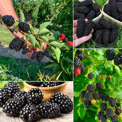🔥LAST DAY PROMOTION 49% OFF - 🔥Sweet Giant Blackberry Seeds