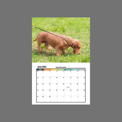 🦴🐶2025 Dachshund Wall Calendar