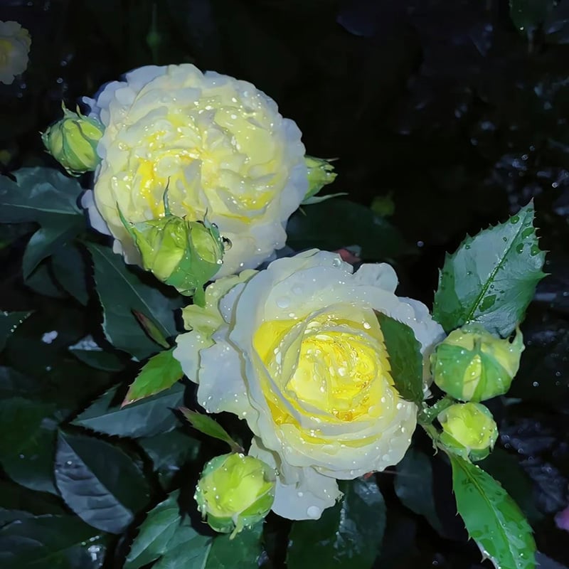 🌱 12 days germination🔥Eustoma Thornless Rose💐Lisanthus Seeds