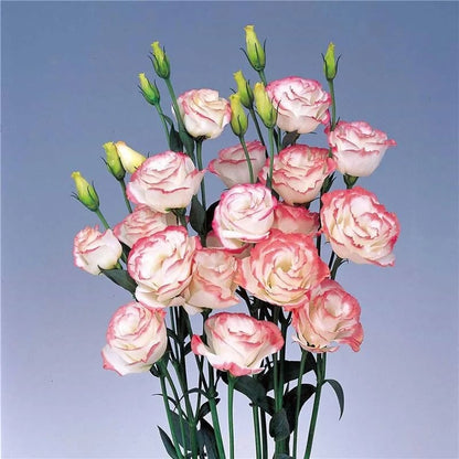 💐Lisianthus - A Sincere and Immutable Love