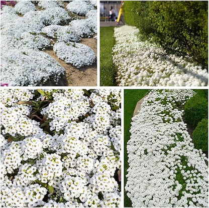 🔥⏰Last Day 70%OFF - ✨Creeping Thyme seeds for four seasons🏡| Create your perfect lawn here🌼