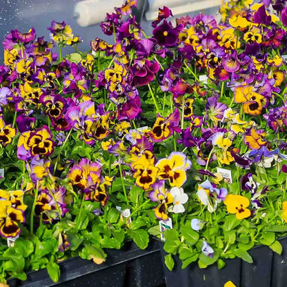 💐Outdoor Artificial Pansy Flowers