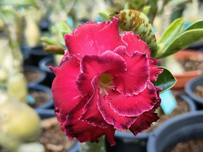 🌵🌹 Dive into Desert Beauty: Desert Rose Seeds for Your Tranquil Haven!-Various Colors🌱Long Flowering Period 🏜️🌺