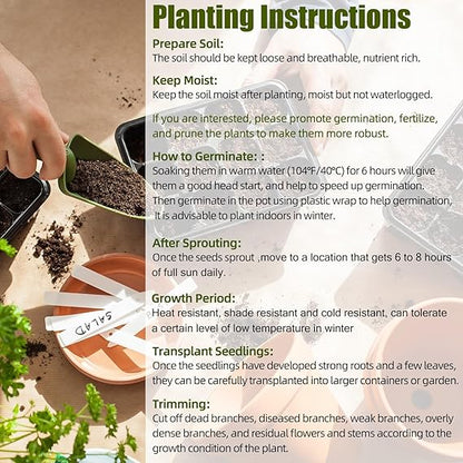 🔥Last Day 49% OFF🌱 No-Mow Evergreen Lawn Seeds - Perennial🌾