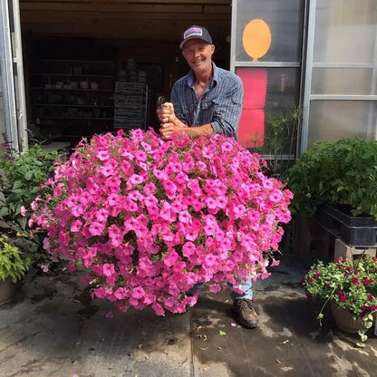 💖Last Day 49% OFF - UV Simulation Artificial Petunias