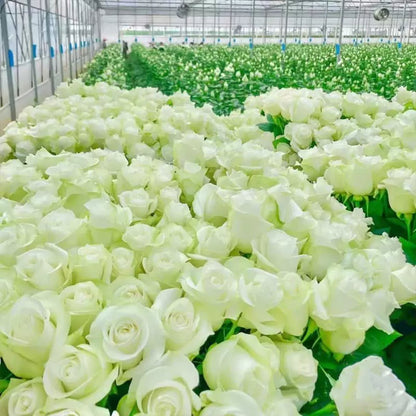 🌺Climbing Rose Seeds | Free Fertilizer--Supplement nitrogen, phosphorus and potassium