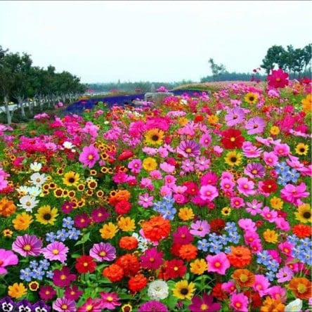 🔥Last day clearance💝Mixed Perennial Flowers Seeds-Over 50 kinds mixed