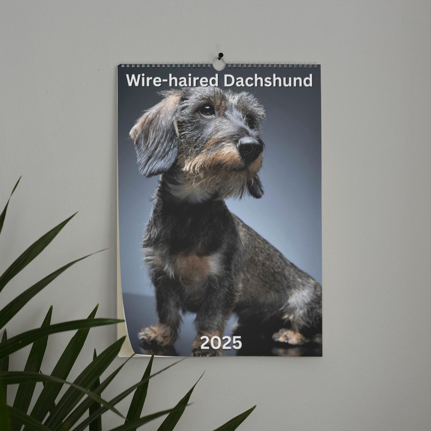 🦴🐶2025 Dachshund Wall Calendar