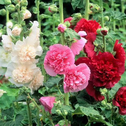 💐Double-flowered Hollyhock Seeds