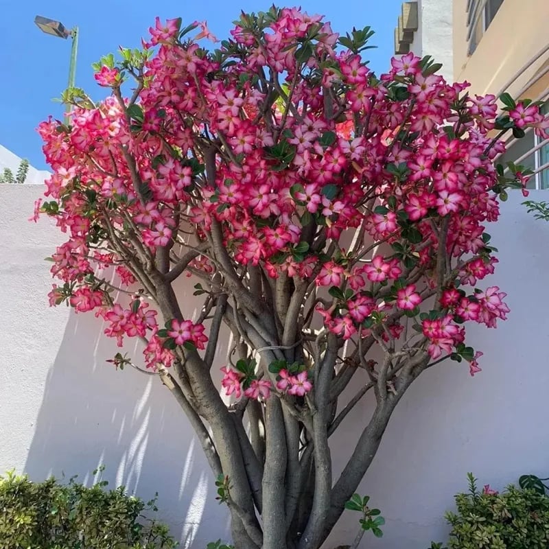 🌵🌹 Dive into Desert Beauty: Desert Rose Seeds for Your Tranquil Haven!-Various Colors🌱Long Flowering Period 🏜️🌺