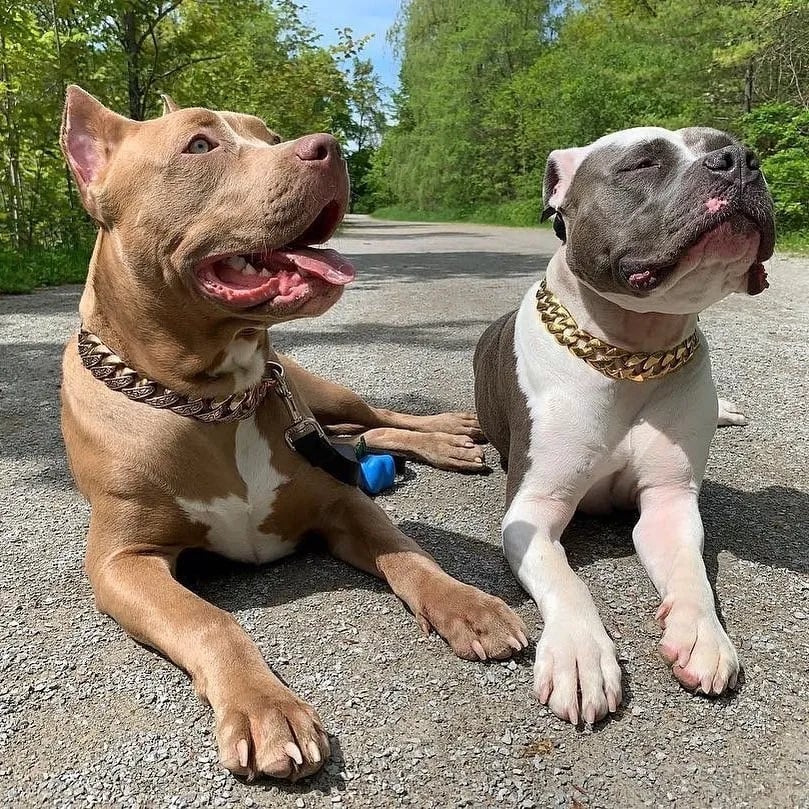 🎄Early Christmas Sale 50% OFF Thick Gold Chain Pets Safety Collar (adjustable)