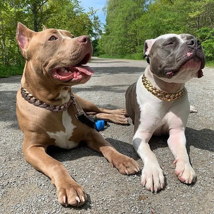 🎄Early Christmas Sale 50% OFF Thick Gold Chain Pets Safety Collar (adjustable)