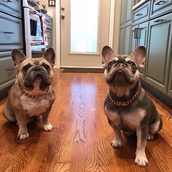 🎄Early Christmas Sale 50% OFF Thick Gold Chain Pets Safety Collar (adjustable)