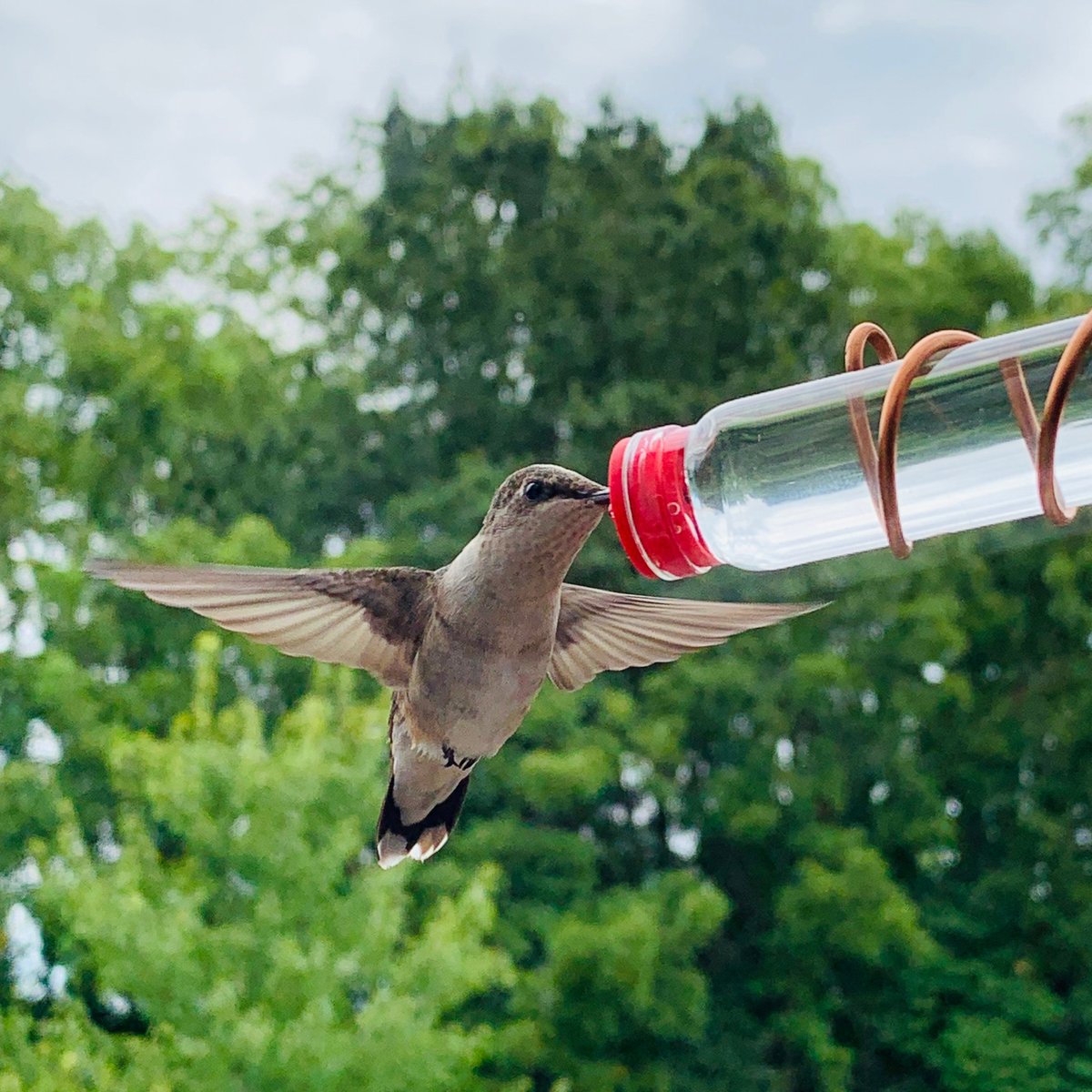 🔥Geometric Window Hummingbird Feeder🐦