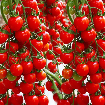 🎉Limited Time Offer 🍅Waterfall Tomato Seeds（High Yield）