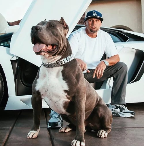 🎄Early Christmas Sale 50% OFF Thick Gold Chain Pets Safety Collar (adjustable)