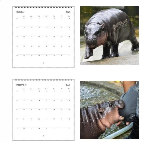 Moo Deng Calendar | 2025 Calendar