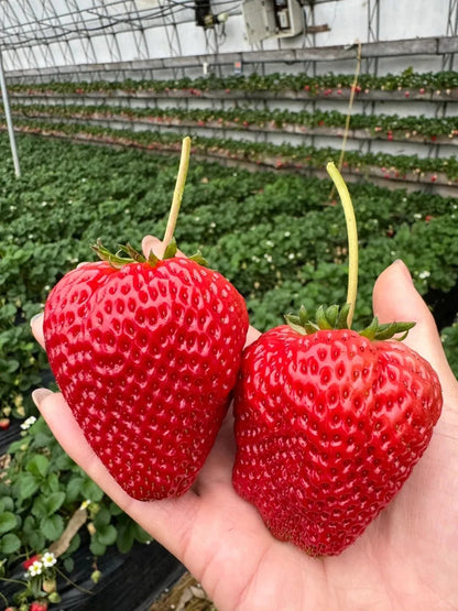 🔥LAST DAY 70% OFF - Giant Strawberry Seeds