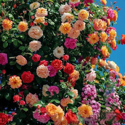 🔥Last Day 49% OFF🌺🌹Climbing Vine Rose Flower Seeds - Perennial🌹