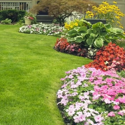 🔥Last Day 49% OFF🌱 No-Mow Evergreen Lawn Seeds - Perennial🌾