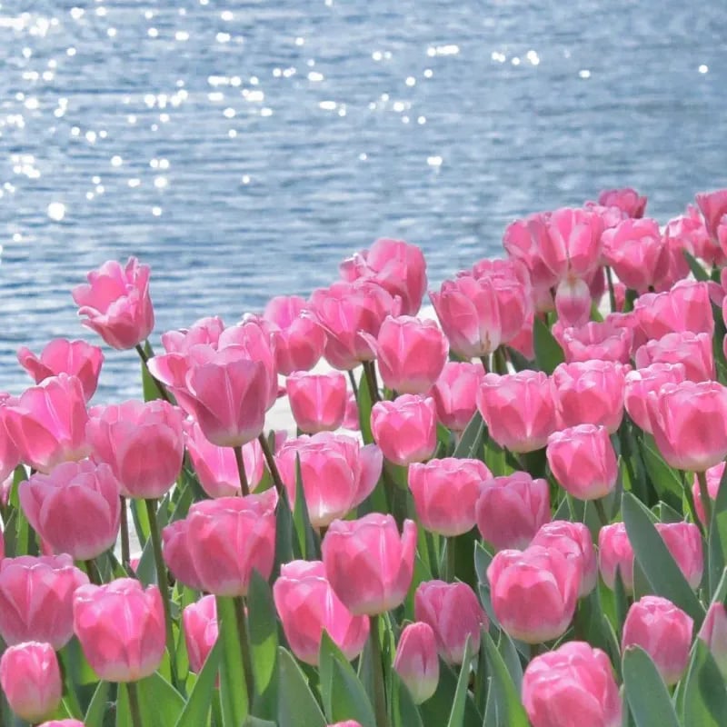 🔥Hot sale🌷Multi-color tulip bulbs