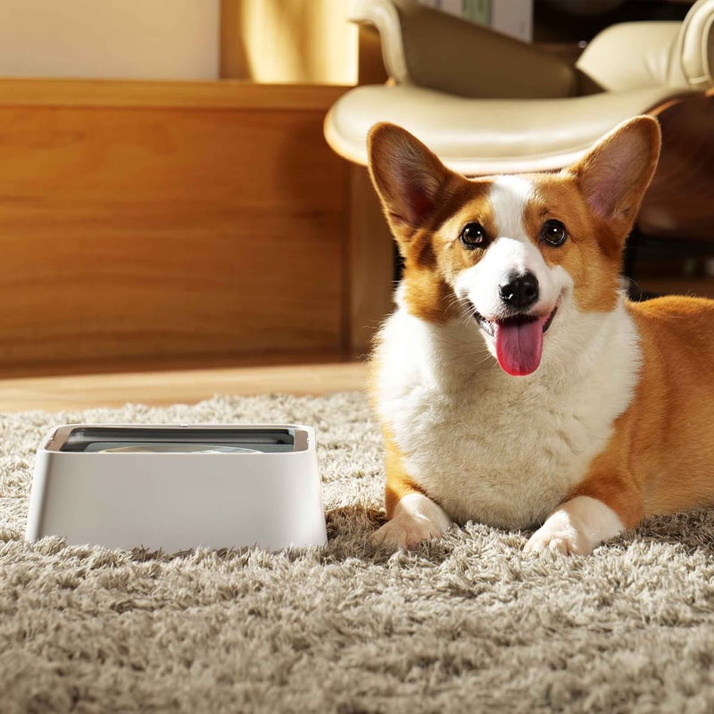 🔥Summer Hot Sale Promotion-49% OFF🐾-No-Spill Pet Water Bowl