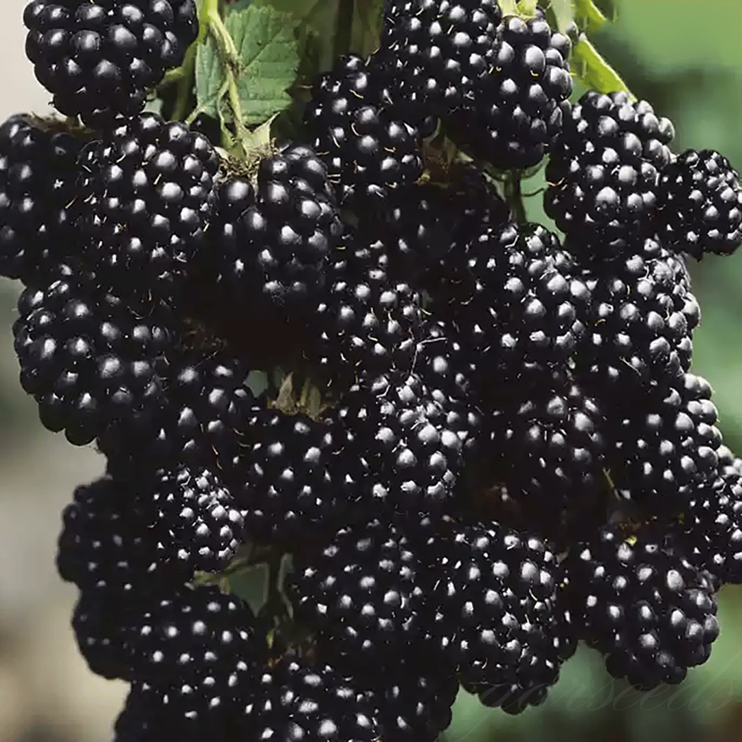 🔥LAST DAY PROMOTION 49% OFF - 🔥Sweet Giant Blackberry Seeds