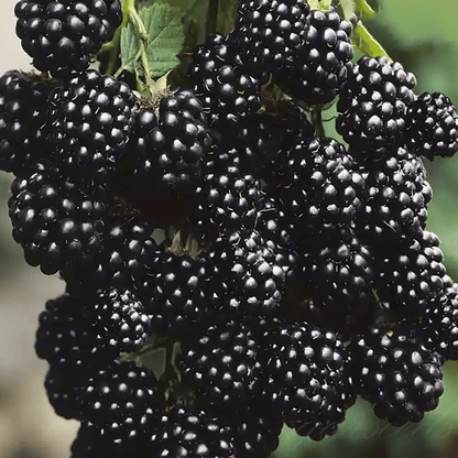 🔥LAST DAY PROMOTION 49% OFF - 🔥Sweet Giant Blackberry Seeds