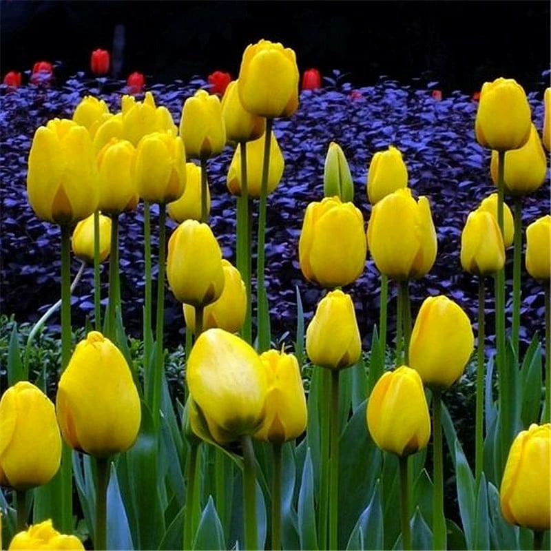 🔥Hot sale🌷Multi-color tulip bulbs