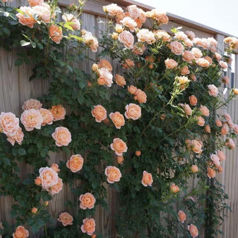 🔥Last Day 49% OFF🌺🌹Climbing Vine Rose Flower Seeds - Perennial🌹
