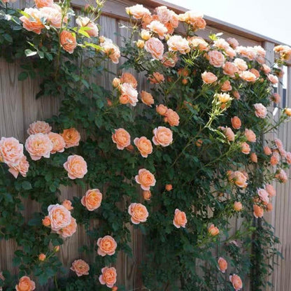 🔥Last Day 49% OFF🌺200pcs Climbing Rose Seeds | Free Fertilizer--Supplement nitrogen, phosphorus and potassium