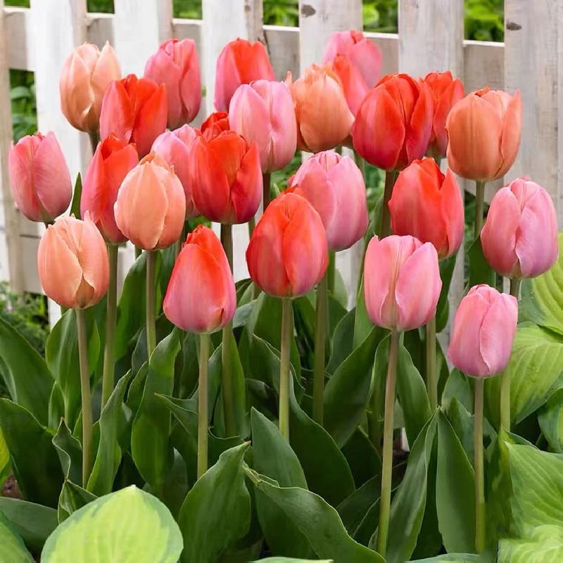 🔥Hot sale🌷Multi-color tulip bulbs