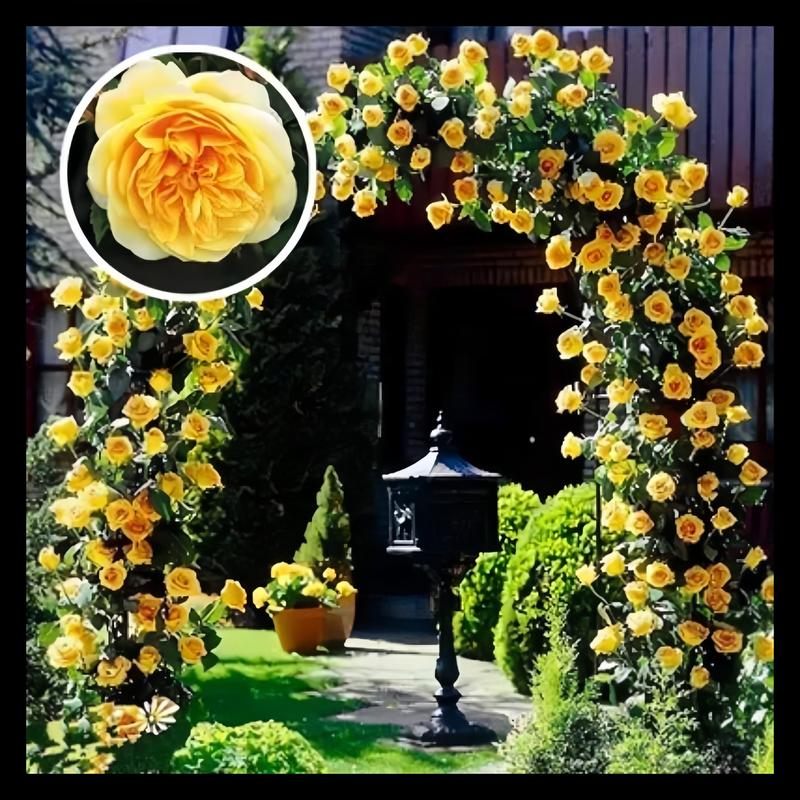 🔥Last Day 49% OFF🌺🌹Climbing Vine Rose Flower Seeds - Perennial🌹