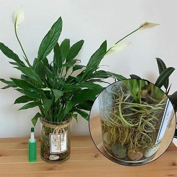 🍀Magic Hydroponic liquid fertilizer🌱