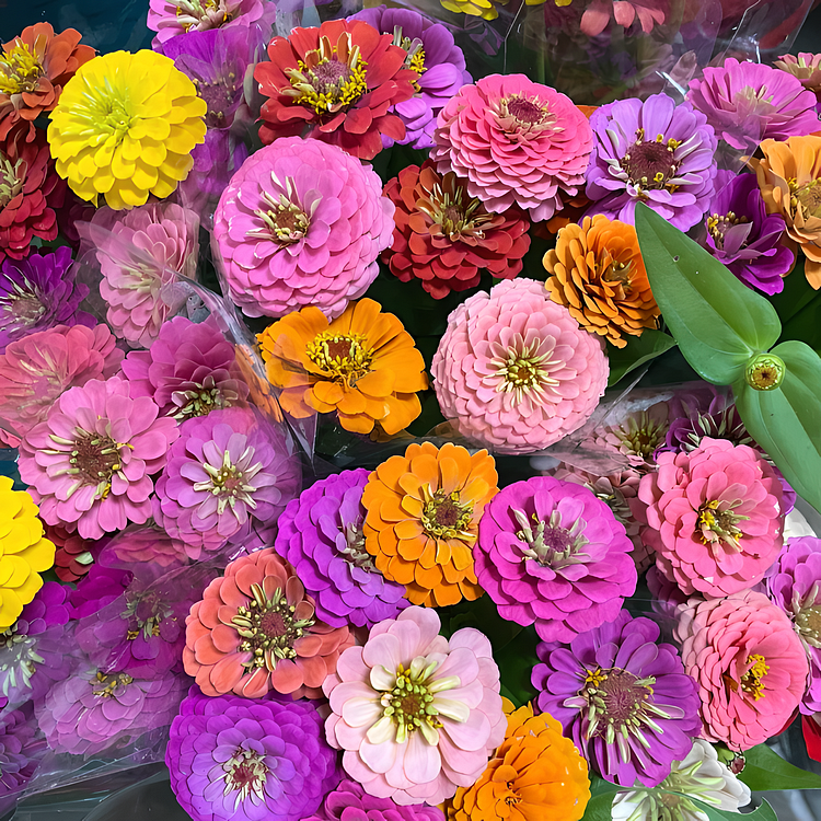 🔥Last Day Clearance🌺Double Zinnia Mixed Color Seeds