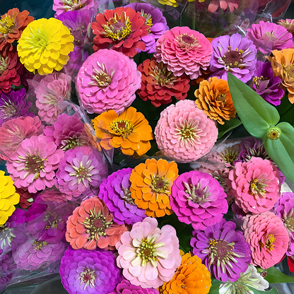 🔥Last Day Clearance🌺Double Zinnia Mixed Color Seeds