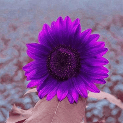 💜Sun Flower Rare Plant Garden- Giant Purple Sunflower Seeds