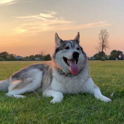 🎄Early Christmas Sale 50% OFF Thick Gold Chain Pets Safety Collar (adjustable)