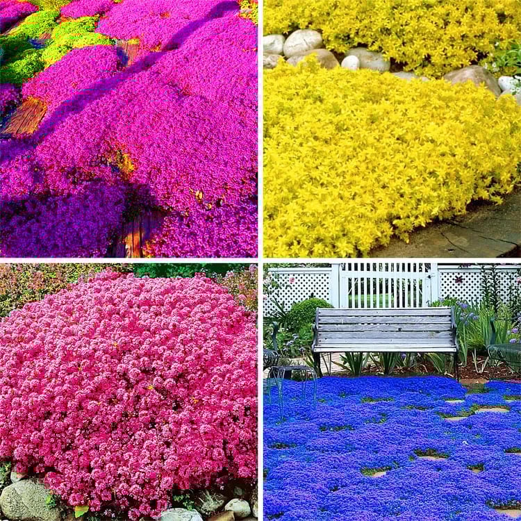 🔥⏰Last Day 70%OFF - ✨Creeping Thyme seeds for four seasons🏡| Create your perfect lawn here🌼