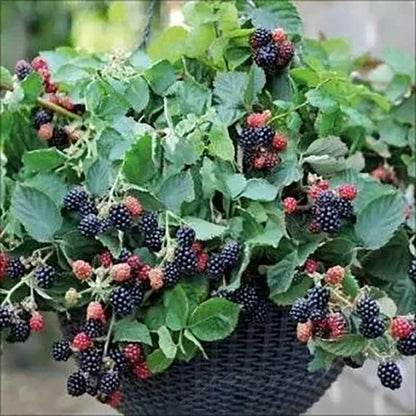 🔥LAST DAY PROMOTION 49% OFF - 🔥Sweet Giant Blackberry Seeds