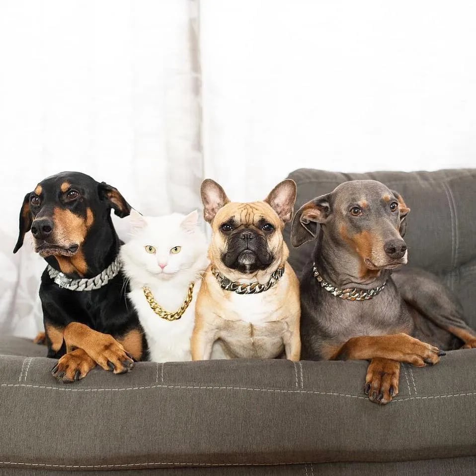 🎄Early Christmas Sale 50% OFF Thick Gold Chain Pets Safety Collar (adjustable)