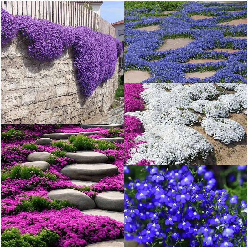🔥⏰Last Day 70%OFF - ✨Creeping Thyme seeds for four seasons🏡| Create your perfect lawn here🌼