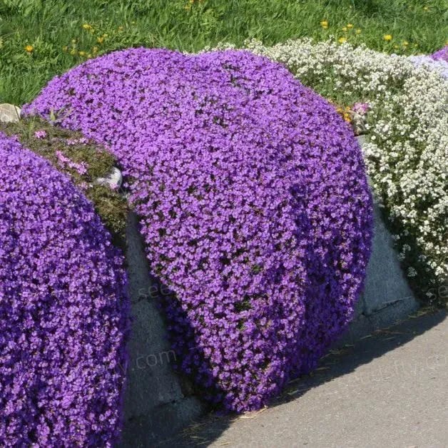 🔥⏰Last Day 70%OFF - ✨Creeping Thyme seeds for four seasons🏡| Create your perfect lawn here🌼