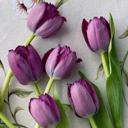 🔥Hot sale🌷Multi-color tulip bulbs