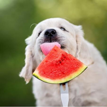 🔥Last day clearance🍉Lazy Man's Watermelon Seeds