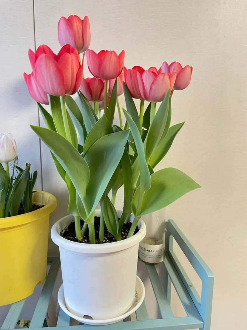 🔥Hot sale🌷Multi-color tulip bulbs