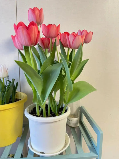 🔥Hot sale🌷Multi-color tulip bulbs