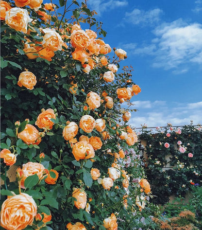 🔥2025 New Arrival 49% OFF🔥🌱Climbing Rose Seeds